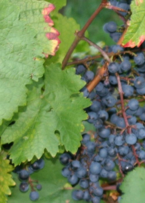 Cabernet Dorio (C) Weinsberg 20060908